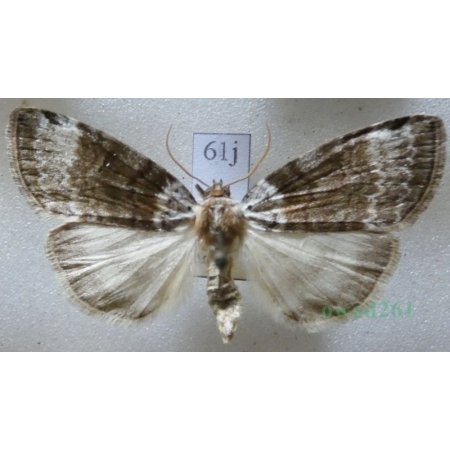 Tetheella fluctuosa (Hübner, 1803) Falica zmiennica Czech61j